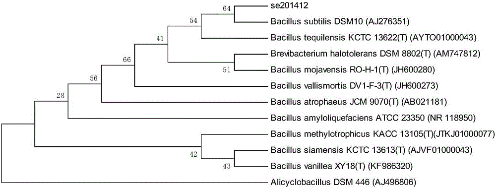 Green organic selenium-rich feed and preparation method thereof