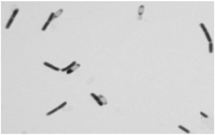 Green organic selenium-rich feed and preparation method thereof