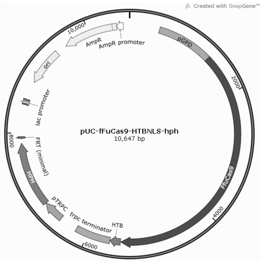 CRISPR/Cpf1 gene editing system, as well as construction method of CRISPR/Cpf1 gene editing system and application of CRISPR/Cpf1 gene editing system in gibberella