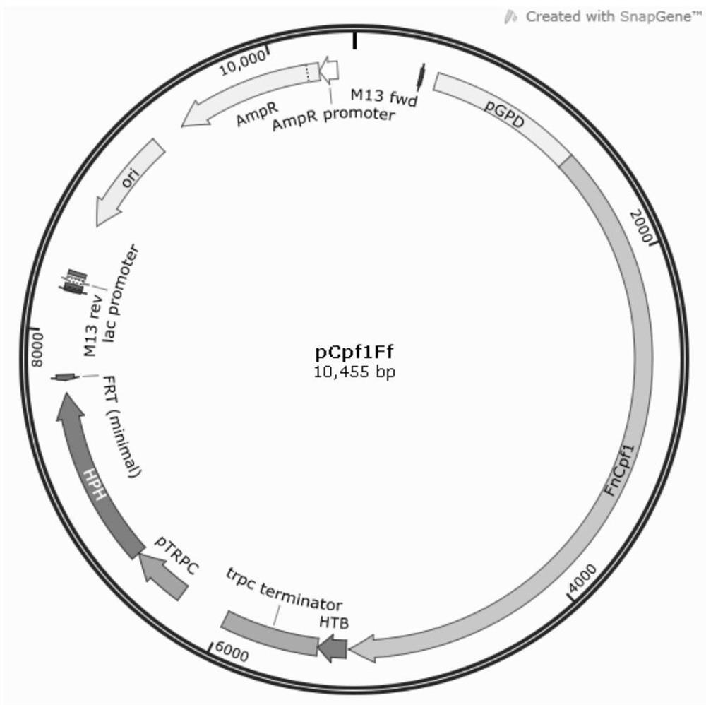 CRISPR/Cpf1 gene editing system, as well as construction method of CRISPR/Cpf1 gene editing system and application of CRISPR/Cpf1 gene editing system in gibberella