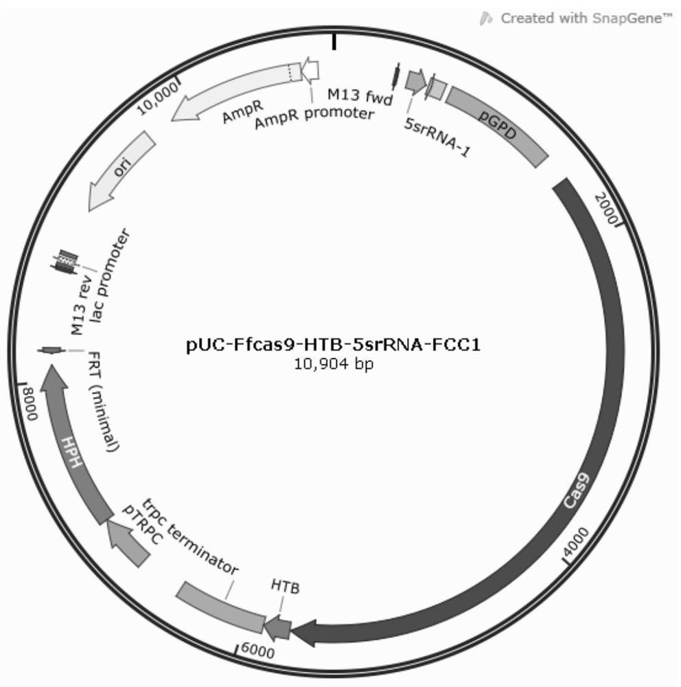 CRISPR/Cpf1 gene editing system, as well as construction method of CRISPR/Cpf1 gene editing system and application of CRISPR/Cpf1 gene editing system in gibberella