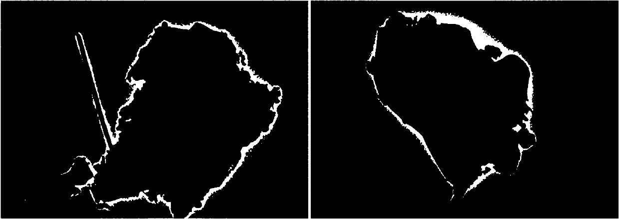 Composite silver nano-hydroxyapatite/alginate microspheres and preparation method thereof