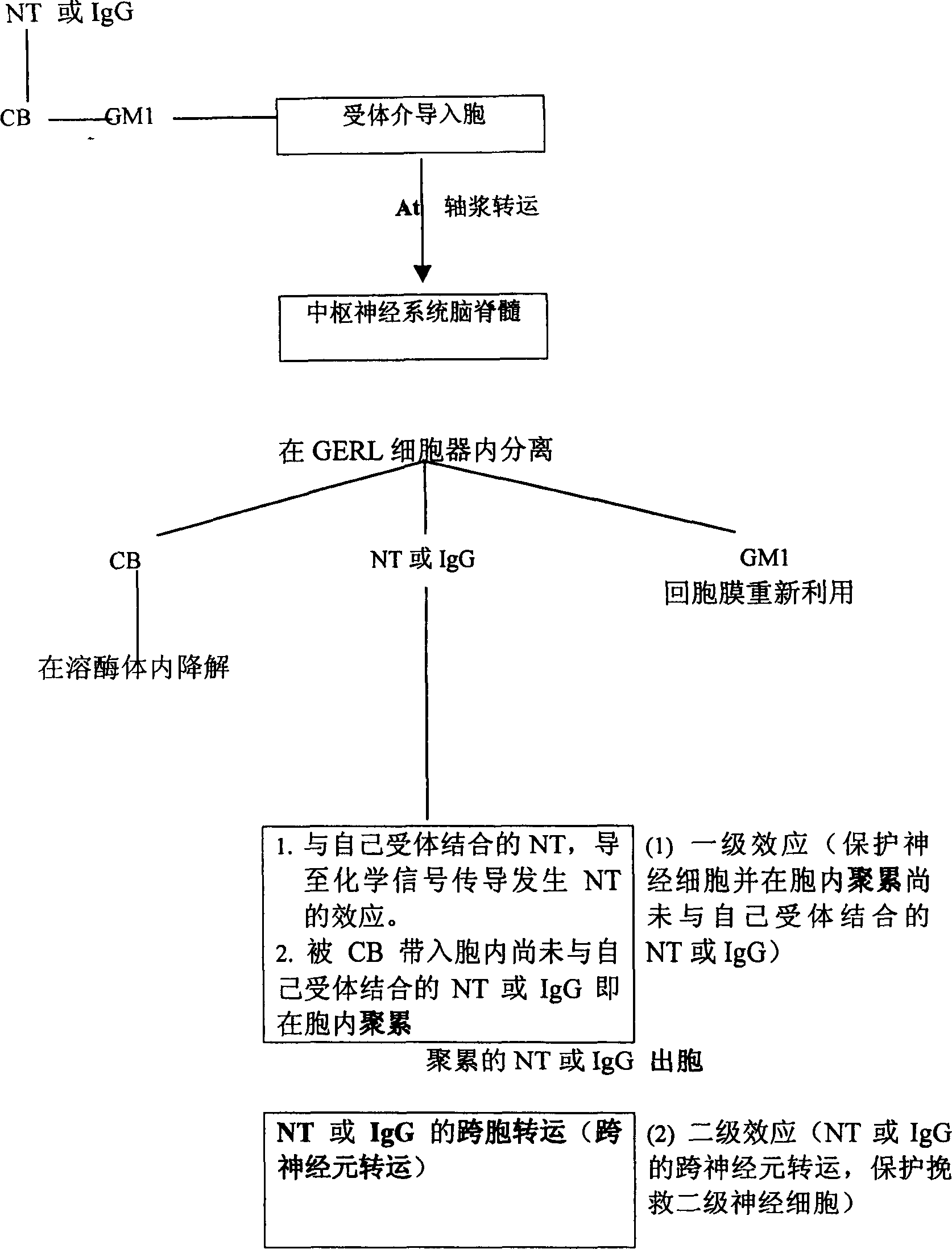 Coupling object between CB and biological active peptide or immunoglobhulin or immunological activity original as well as medication usage