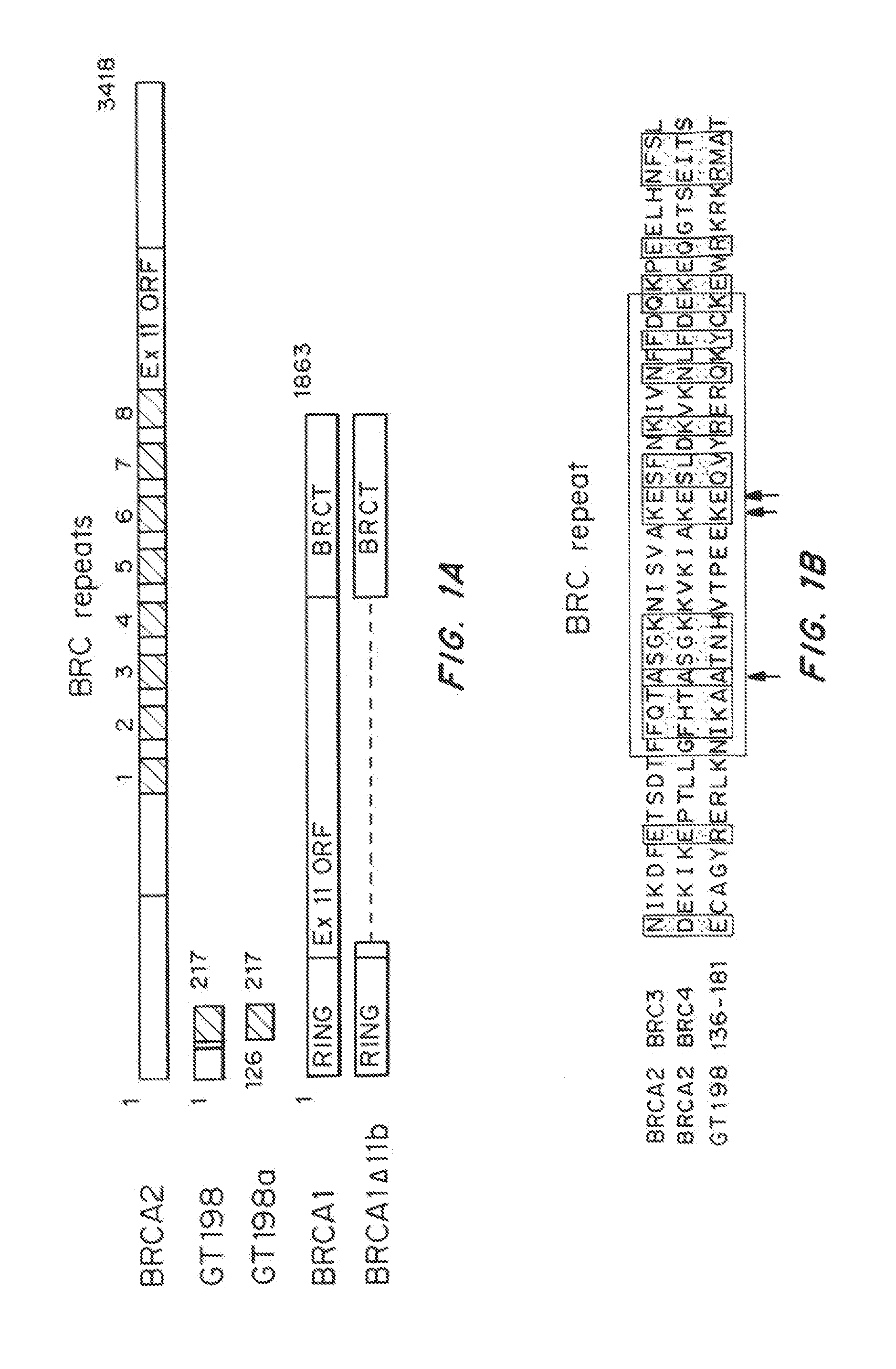 Breast Cancer Susceptibility Gene GT198 and Uses Thereof