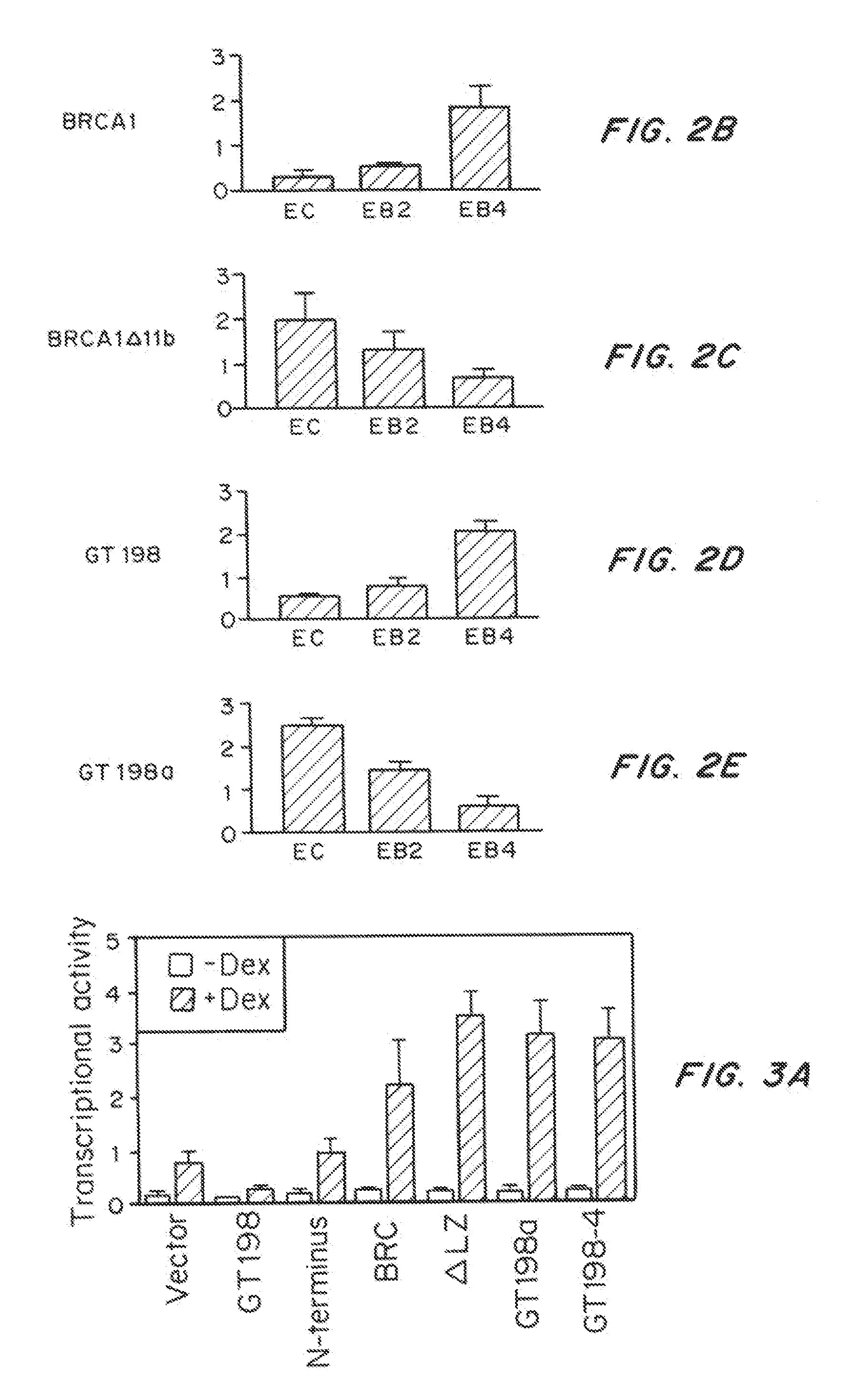 Breast Cancer Susceptibility Gene GT198 and Uses Thereof