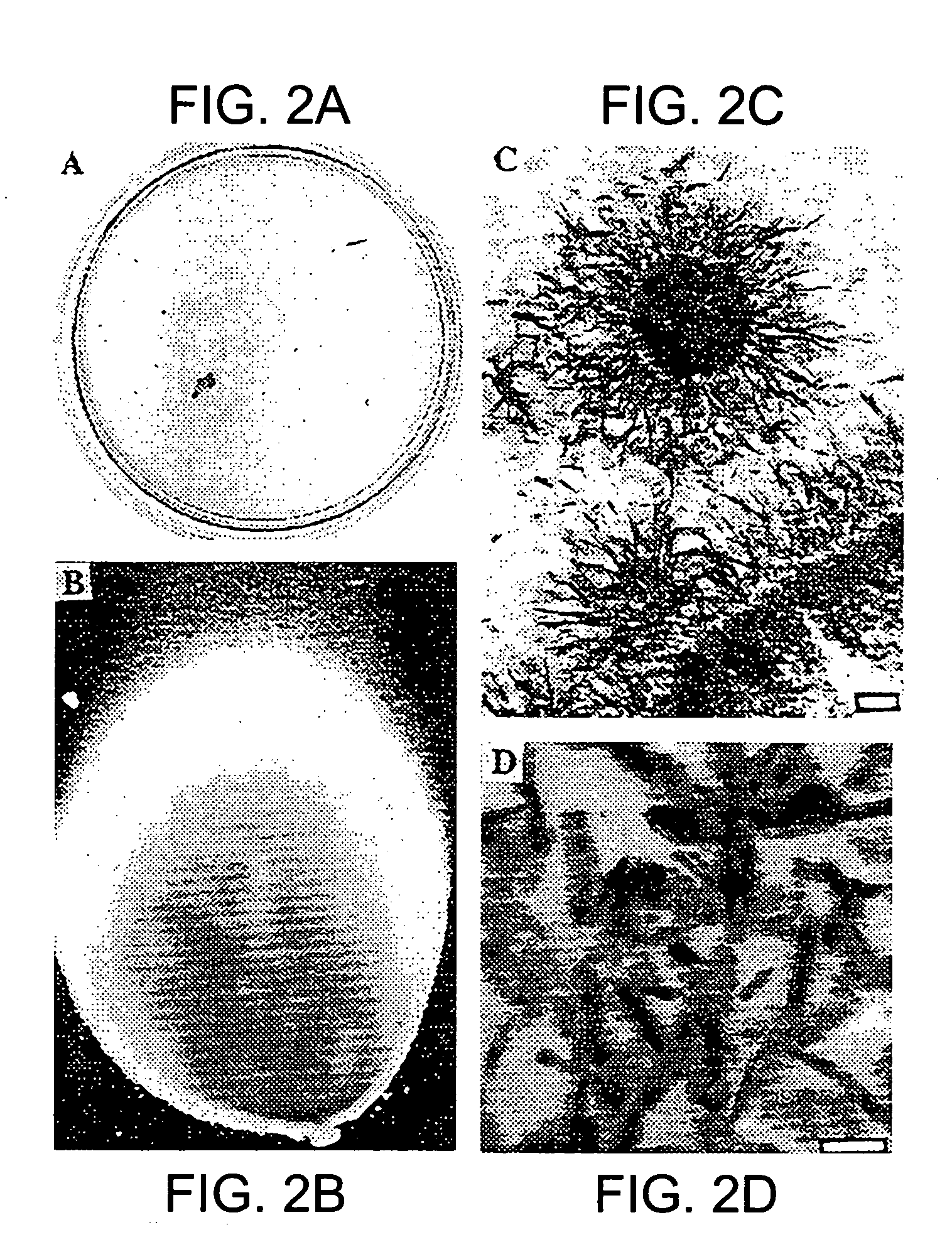 Methods for eradication of nanobacteria