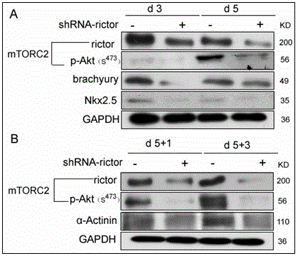 Pharmaceutical use of rictor/mTORC2 in heart development and disease therapy