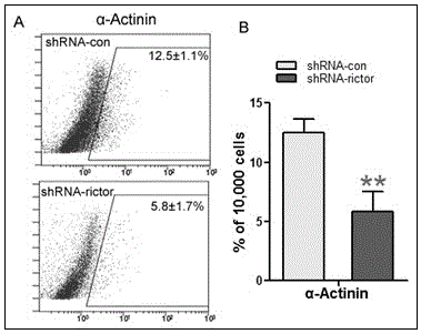 Pharmaceutical use of rictor/mTORC2 in heart development and disease therapy