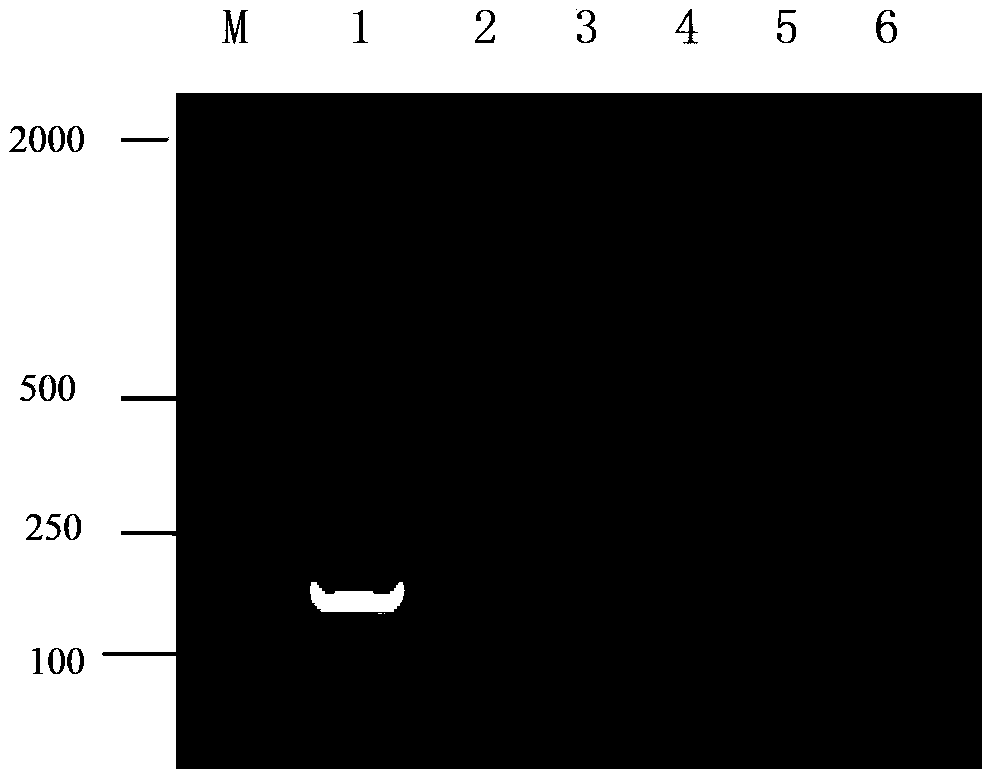 Method for detecting shrimp white spot disease virus based on liquid chip