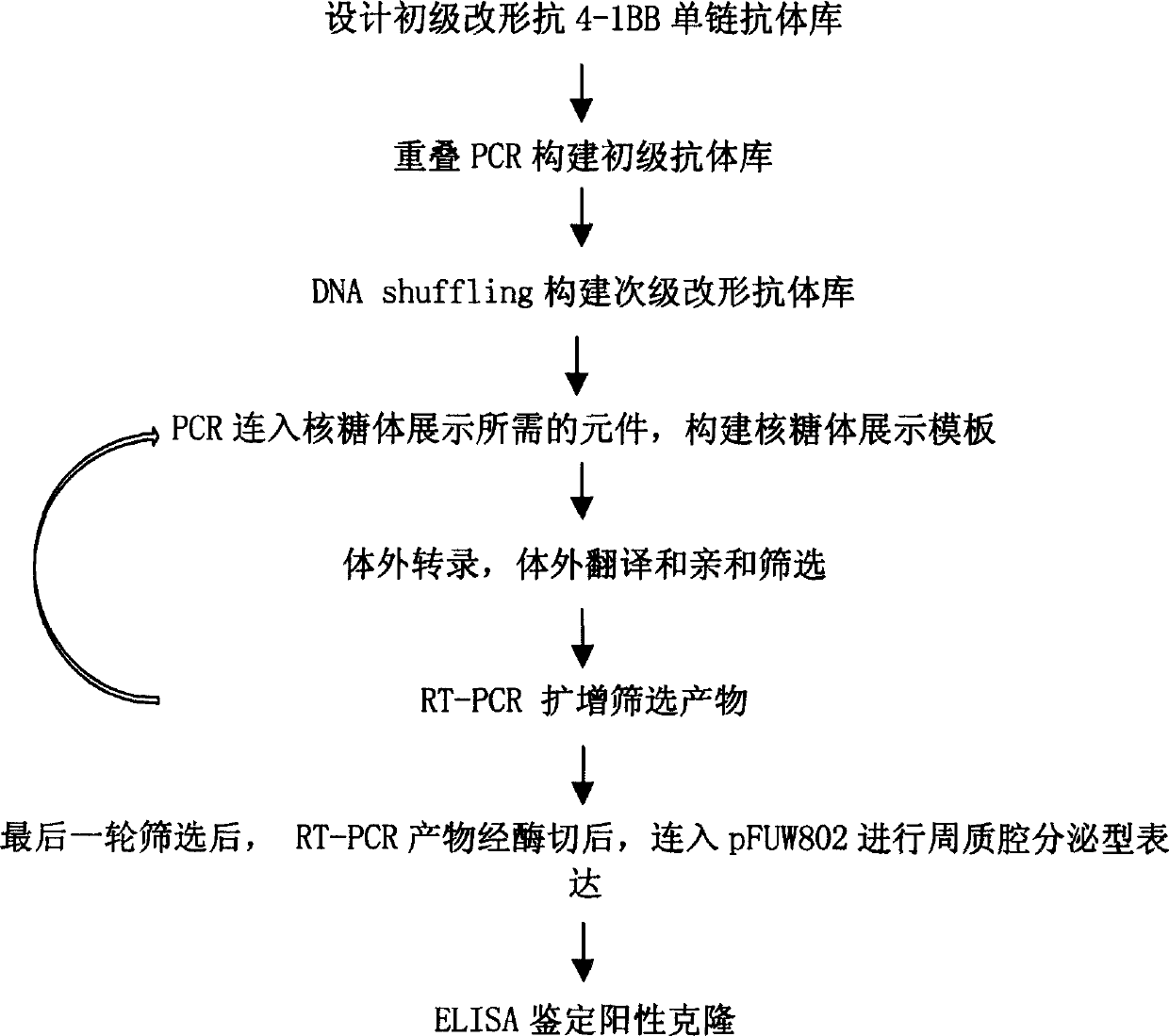 In vitro molecular directed evolution method for reshaping antibody