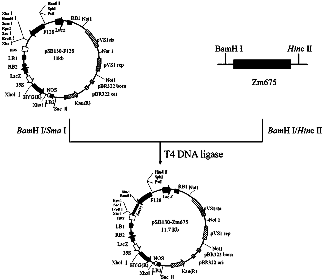 Application of maize Zm675 gene in plant quality improvement