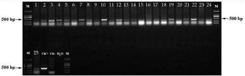 Application of maize Zm675 gene in plant quality improvement