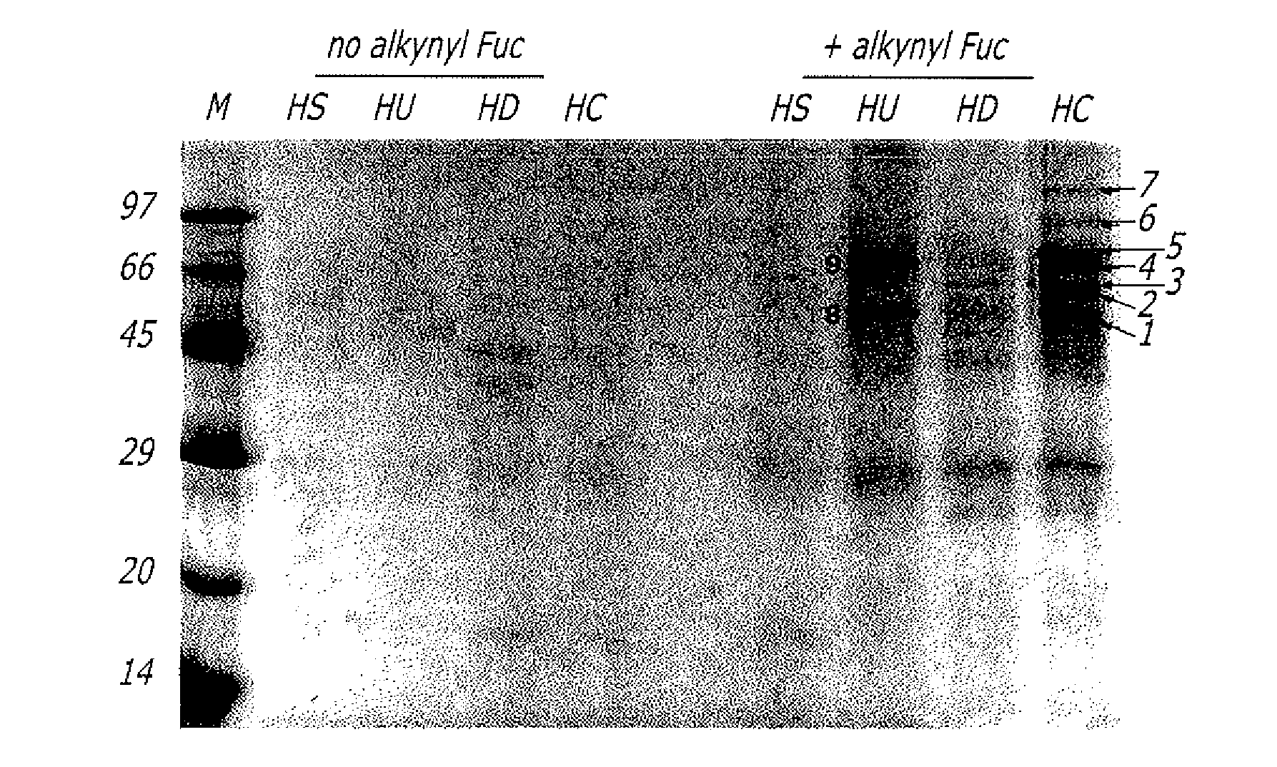 Alkynyl sugar analogs for the labeling and visualization of glycoconjugates in cells