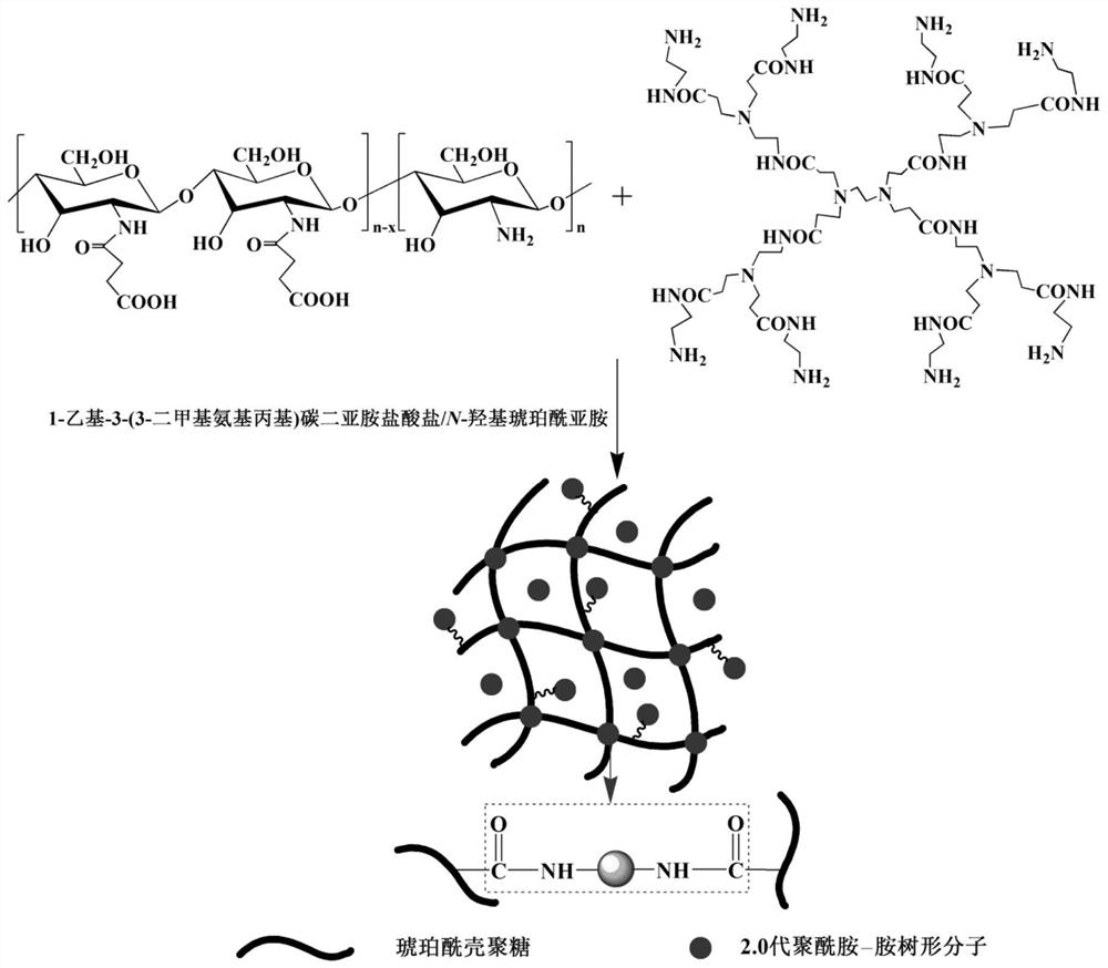 A kind of modified succinyl chitosan hydrogel and its preparation method and application