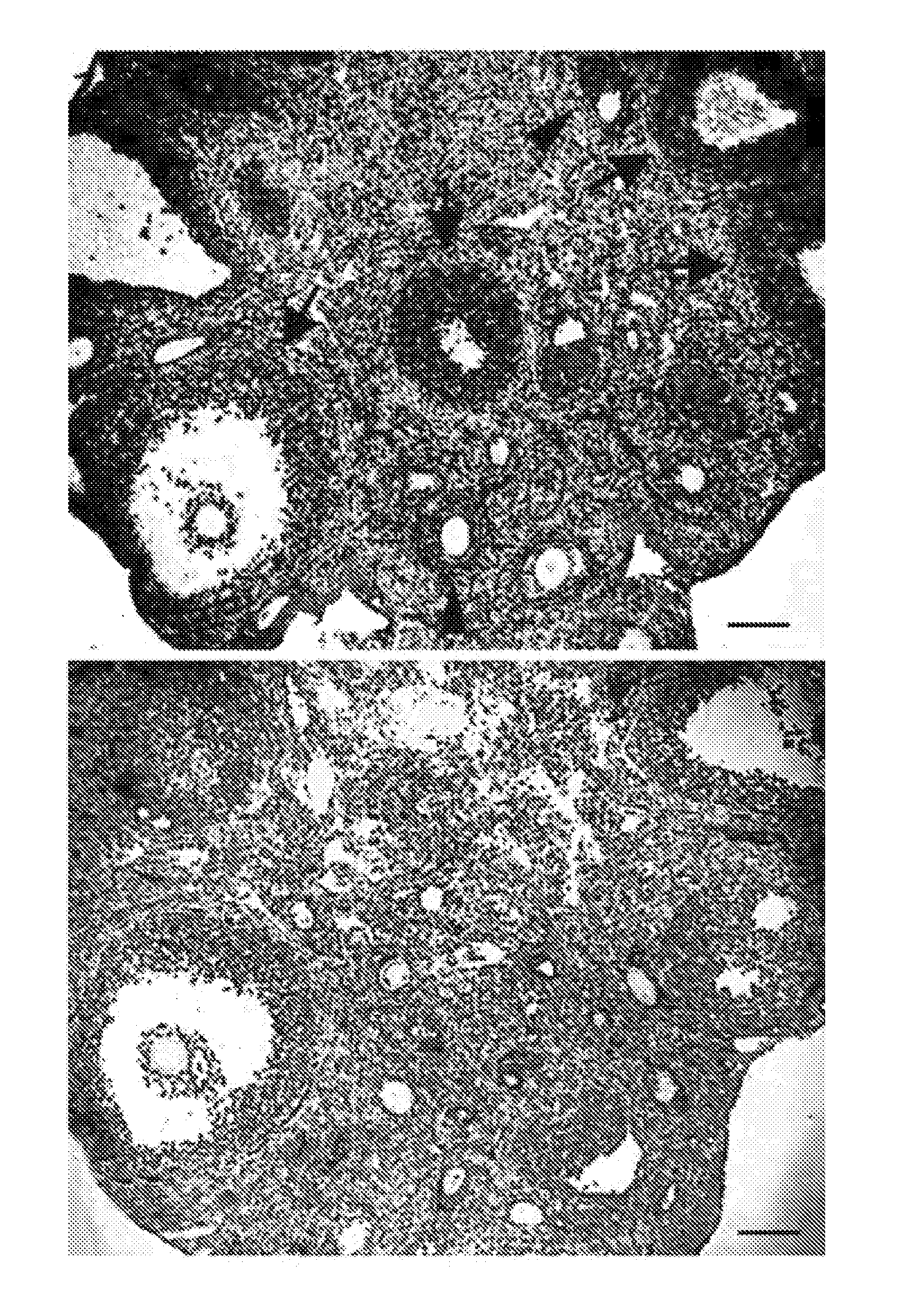 Facilitation of Oocyte, Zygote and Pre-Implantation Embryo Maturation