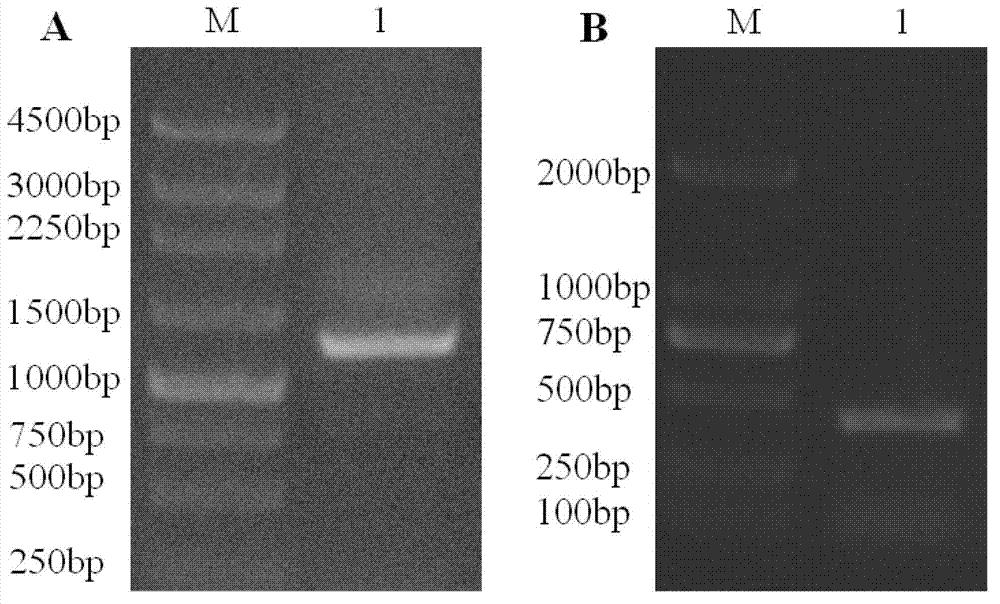 Myzuspersicae hunchback gene cDNA and application thereof