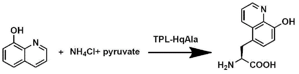 8-hydroxyquinoline alanine translation system and application thereof