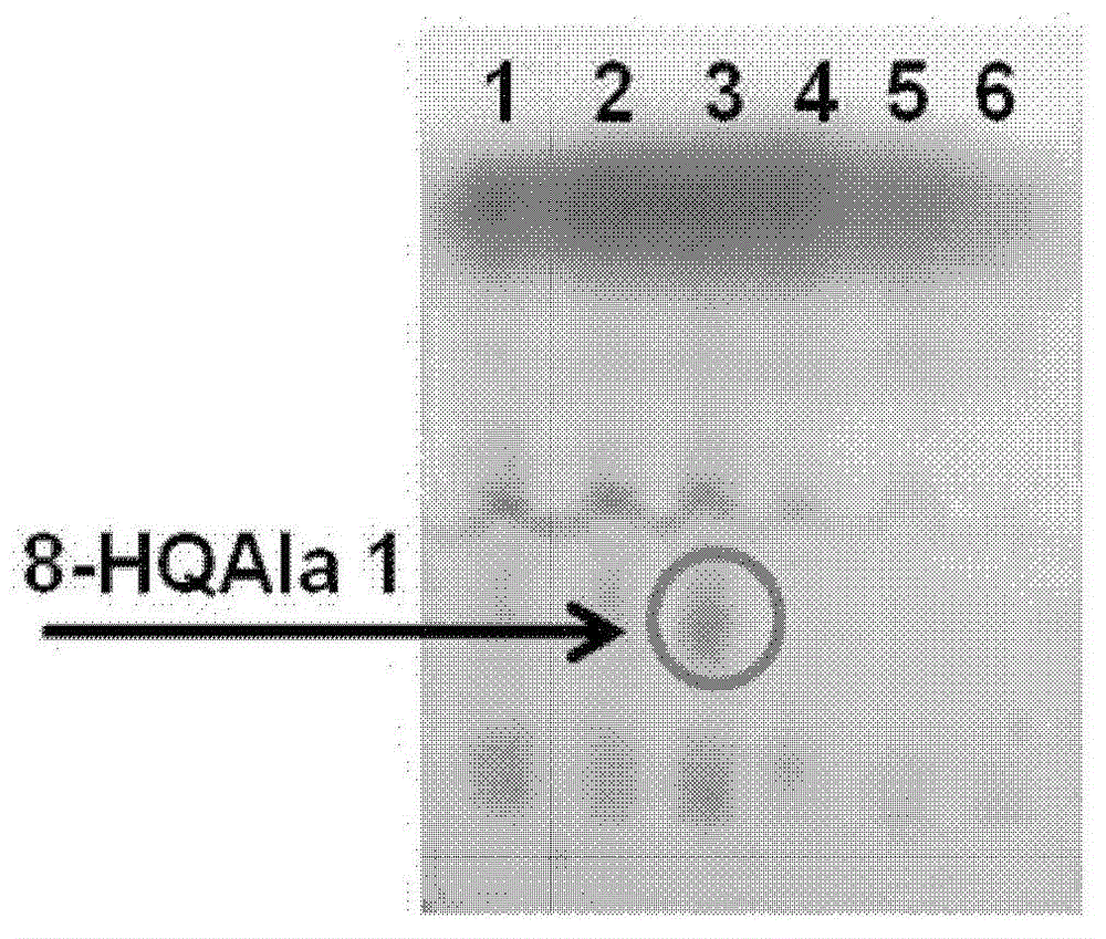 8-hydroxyquinoline alanine translation system and application thereof