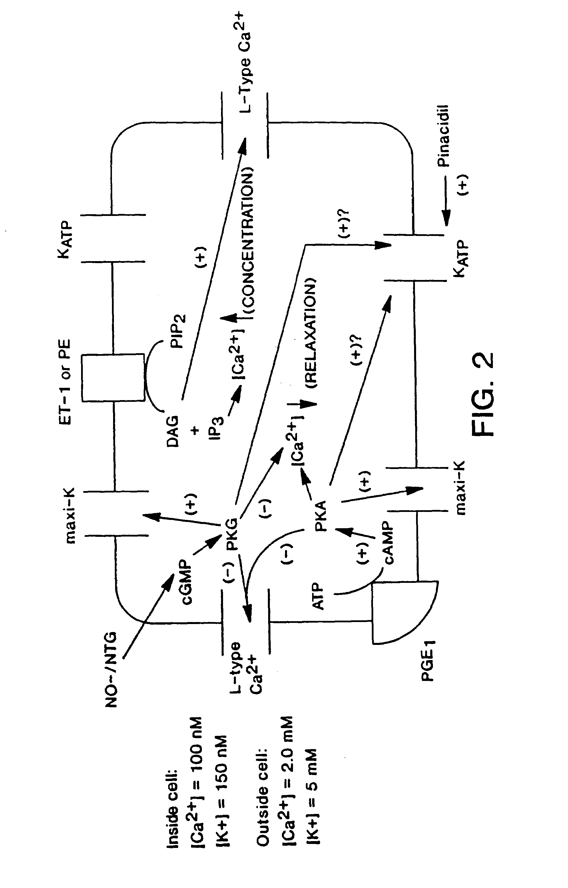 Method of enhancing relaxation of penile smooth muscle by introduction of DNA encoding maxi-K potassium channel protein