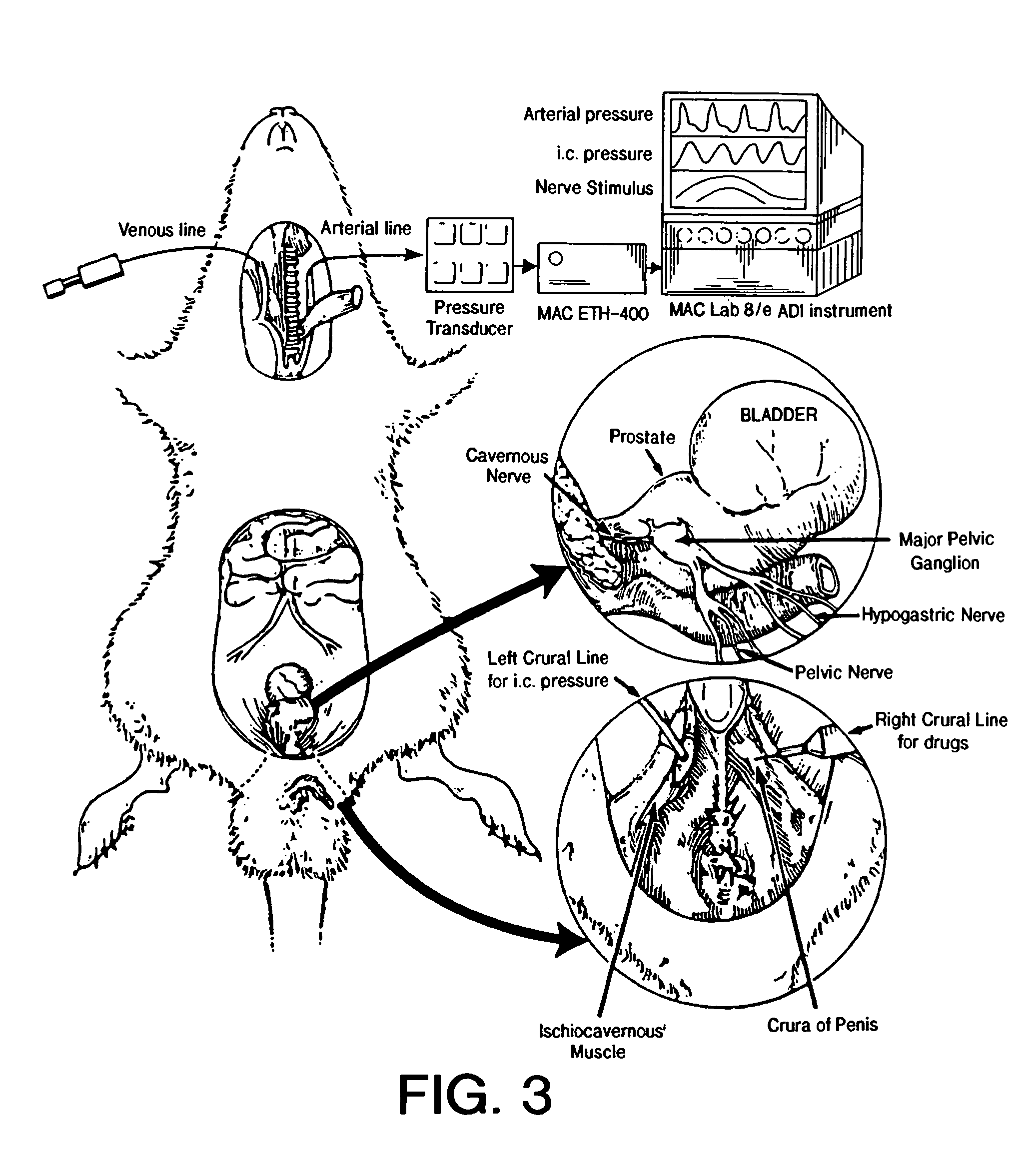 Method of enhancing relaxation of penile smooth muscle by introduction of DNA encoding maxi-K potassium channel protein