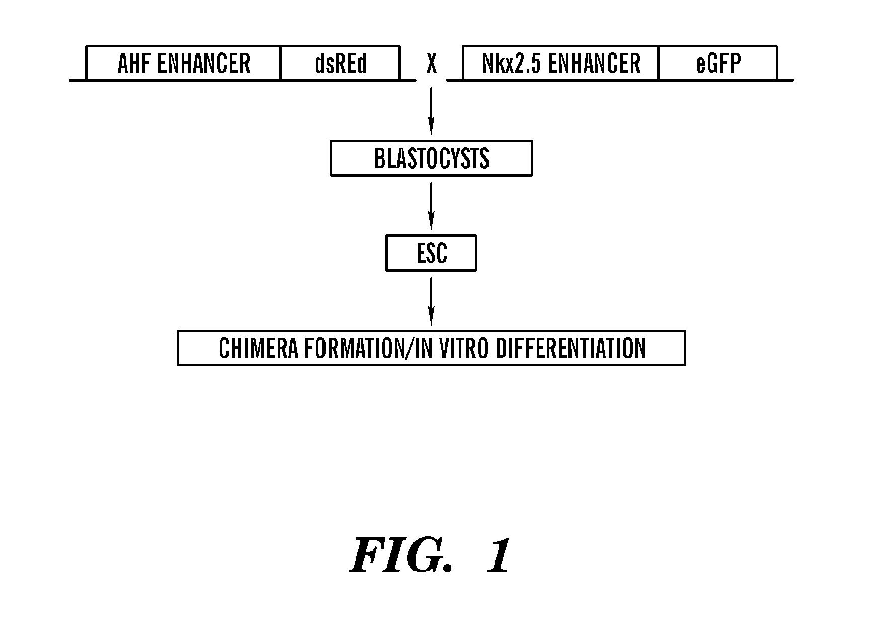 Tissue engineered myocardium and methods of production and uses thereof