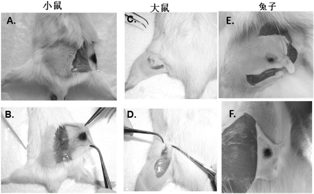 Pig virus vaccine needle-free injection system and application