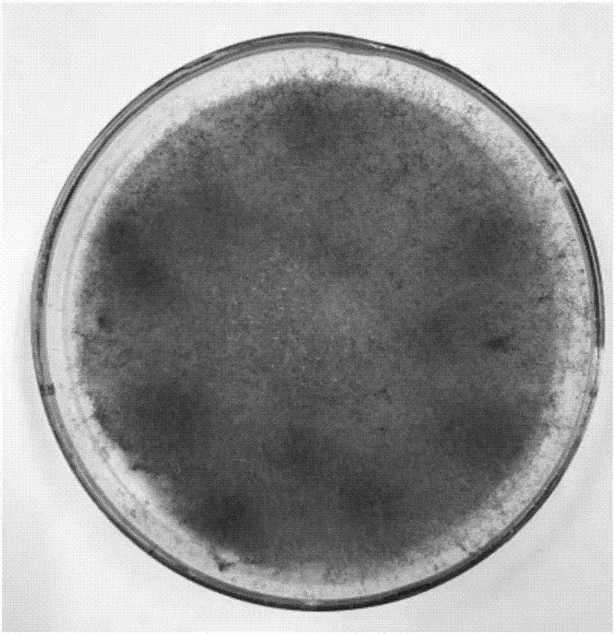 Rhizopus oryzae LJH3 and applications of Rhizopus oryzae LJH3 in preparation of genistein through biotransformation of sophoricoside