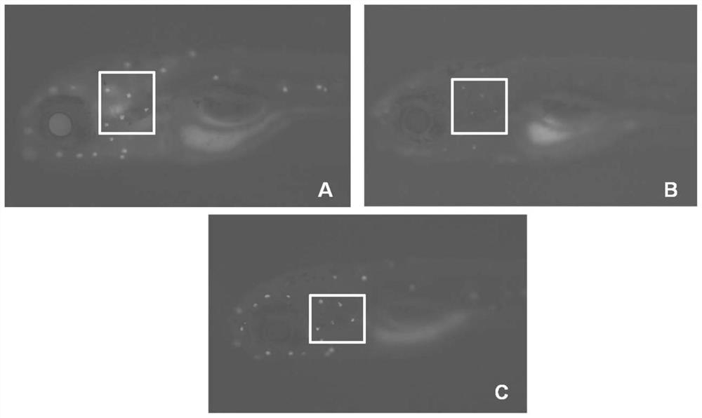 Application of an active octapeptide in protecting sensory hair cells