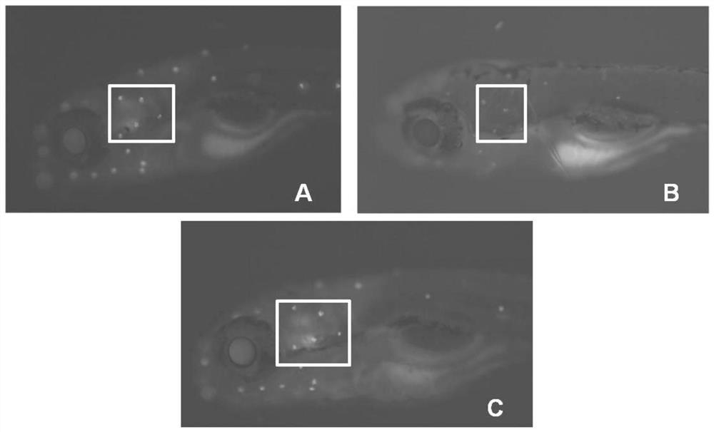 Application of an active octapeptide in protecting sensory hair cells