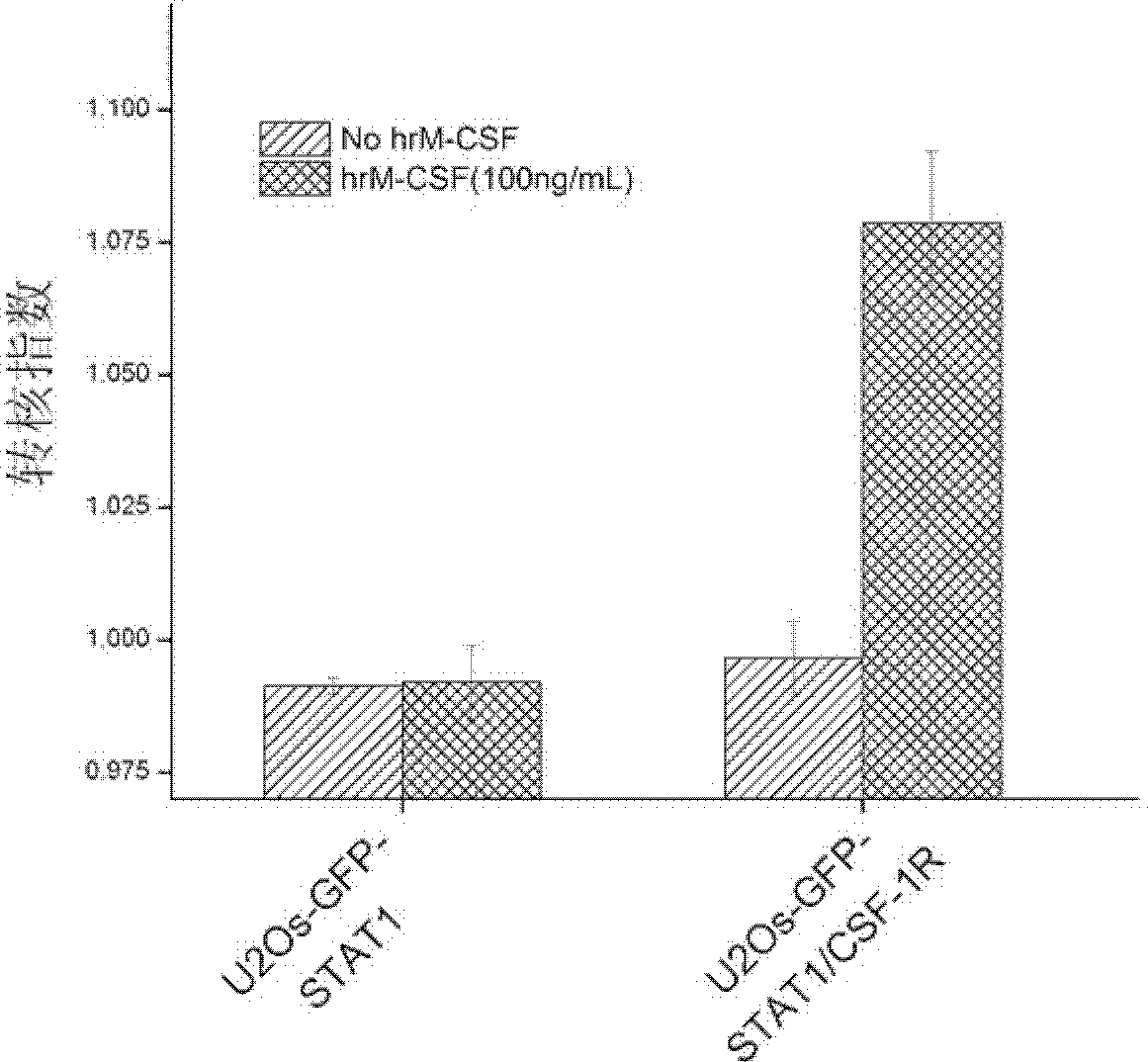 Cell model and method for screening c-Fms kinase inhibitor