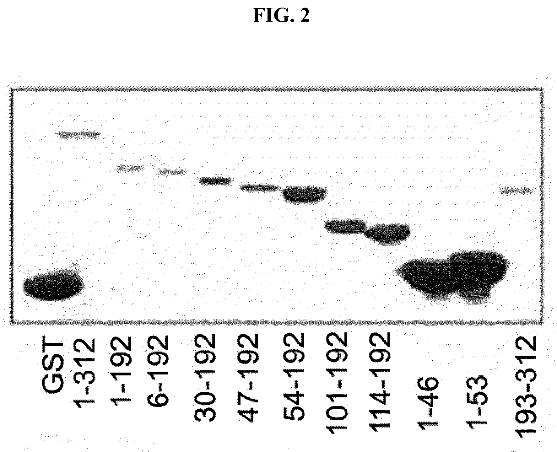 Novel polypeptide having Anti-tumor activity