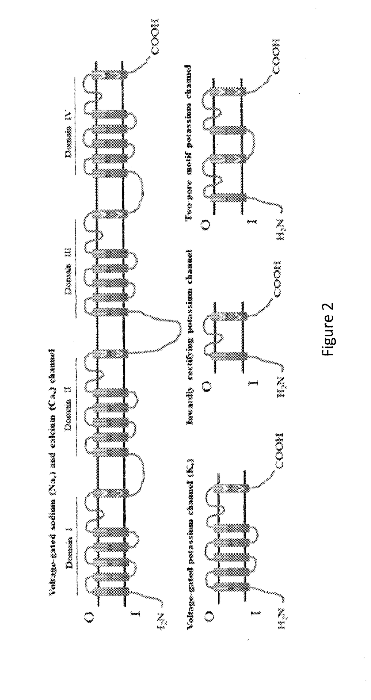 Expression of voltage-gated ion channels in ciliates