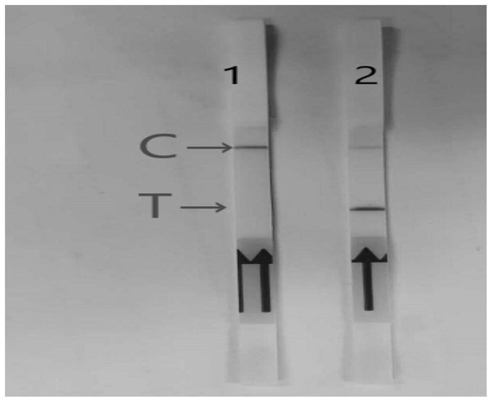 Primer group, probe, kit and detection method for rapidly identifying novel coronavirus