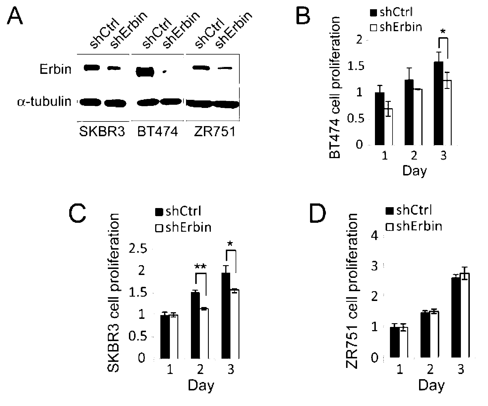 Application of Erbin inhibitor in preparation of antitumor drug