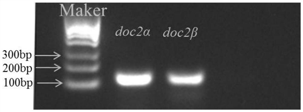 Preparation of doc2α and doc2β gene-deficient zebrafish mutants and construction method of zebrafish autism model