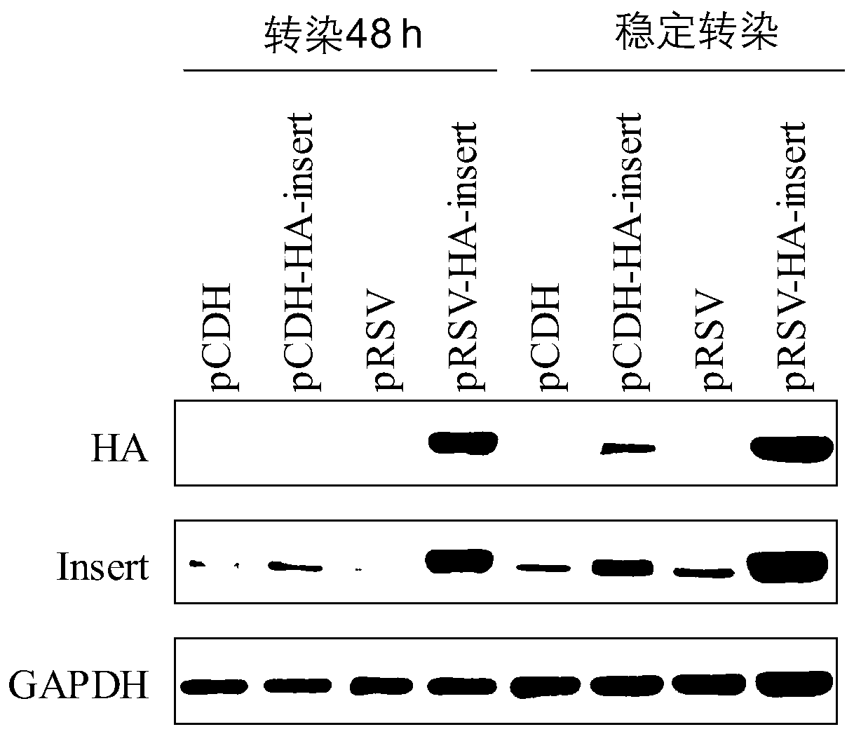 Design and application for lentiviral expression vector