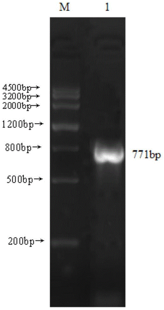 Application of dermastin a in the preparation of preparations for suppressing immune rejection of organ transplantation