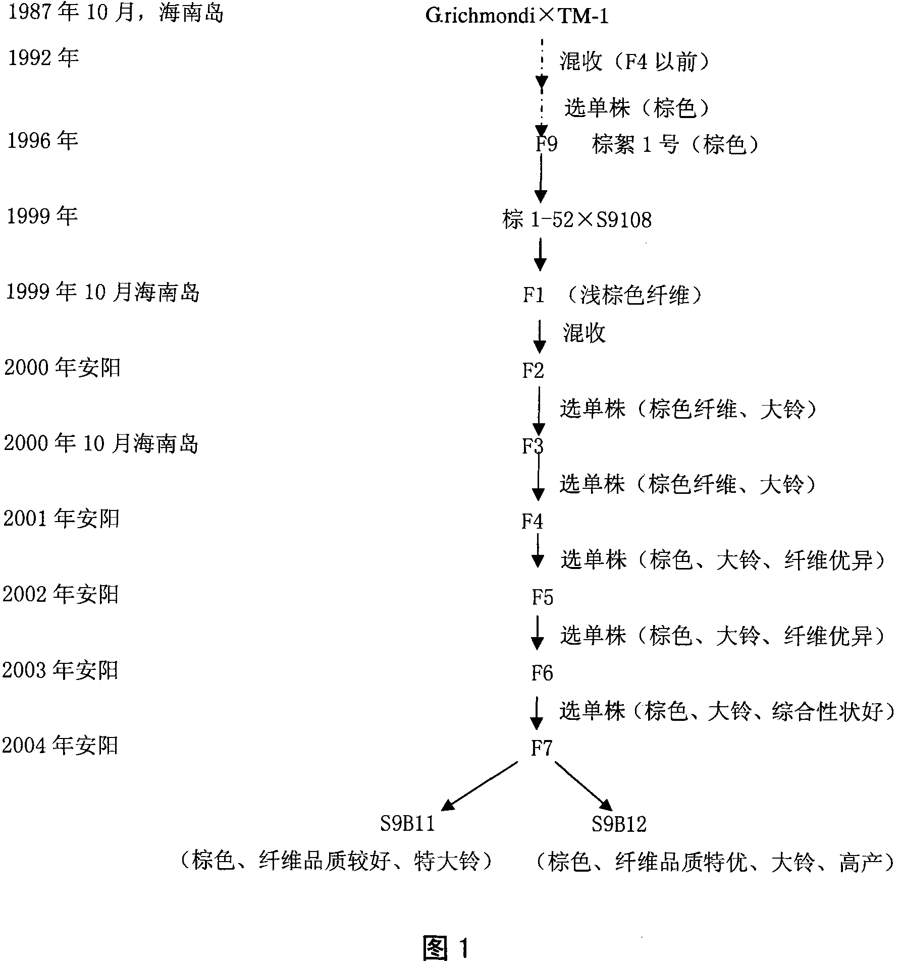 Breeding method for high-quality brown fibre new species of cotton