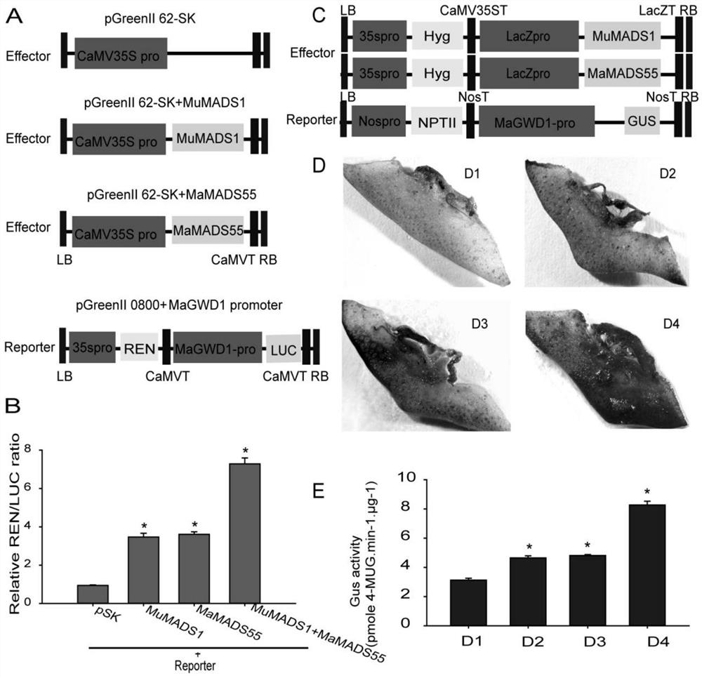 Application of interaction of banana MuMADS1 and MaMADS55 in regulation and control of MaGWD1 gene expression