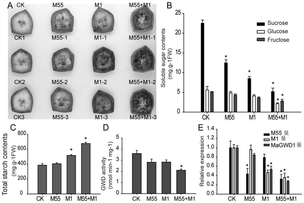 Application of interaction of banana MuMADS1 and MaMADS55 in regulation and control of MaGWD1 gene expression