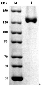 Method for preparing chitosan oligosaccharide, chitosanase as well as gene, enzyme preparation and application of chitosanase