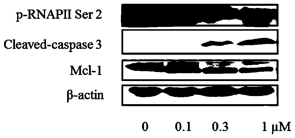 Novel CDK9 inhibitor based on benzofuran structure, preparation method and application of novel CDK9 inhibitor