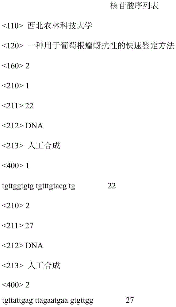 A Rapid Identification Method for Grape Phylloxera Resistance