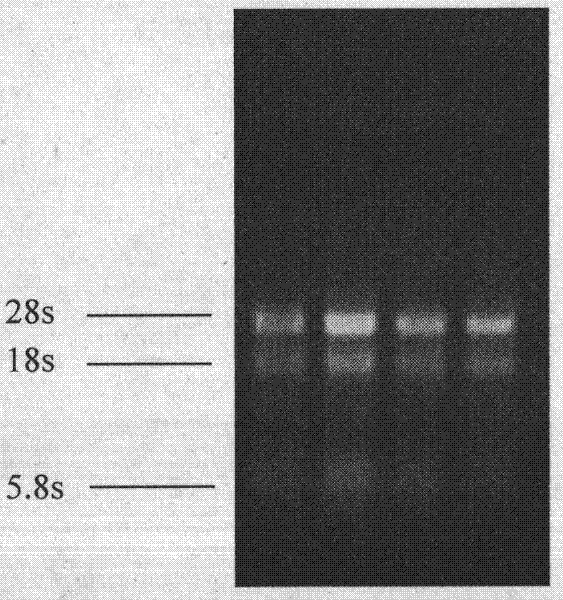 Preparation method of Phellinus linteus mycelium