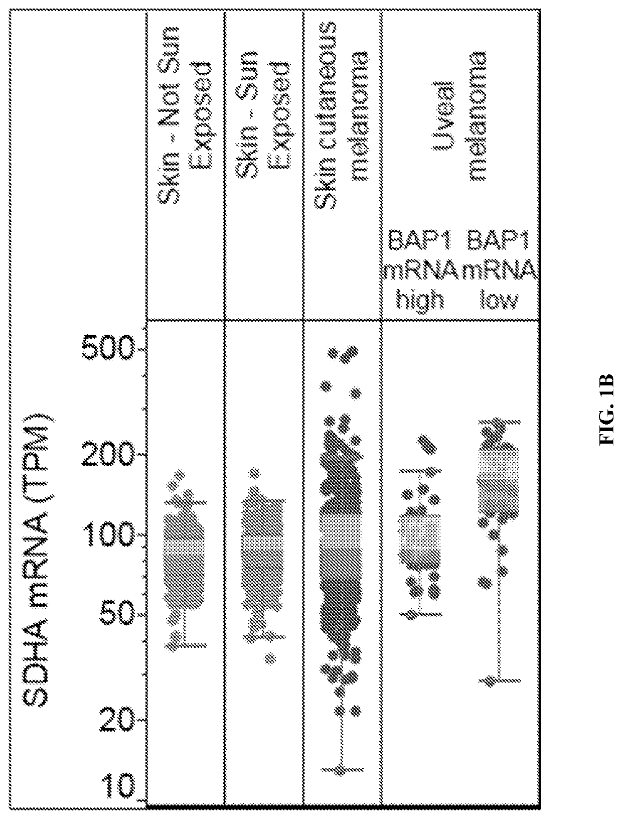 Use of sdha as a prognostic marker and therapeutic target in uveal melanoma