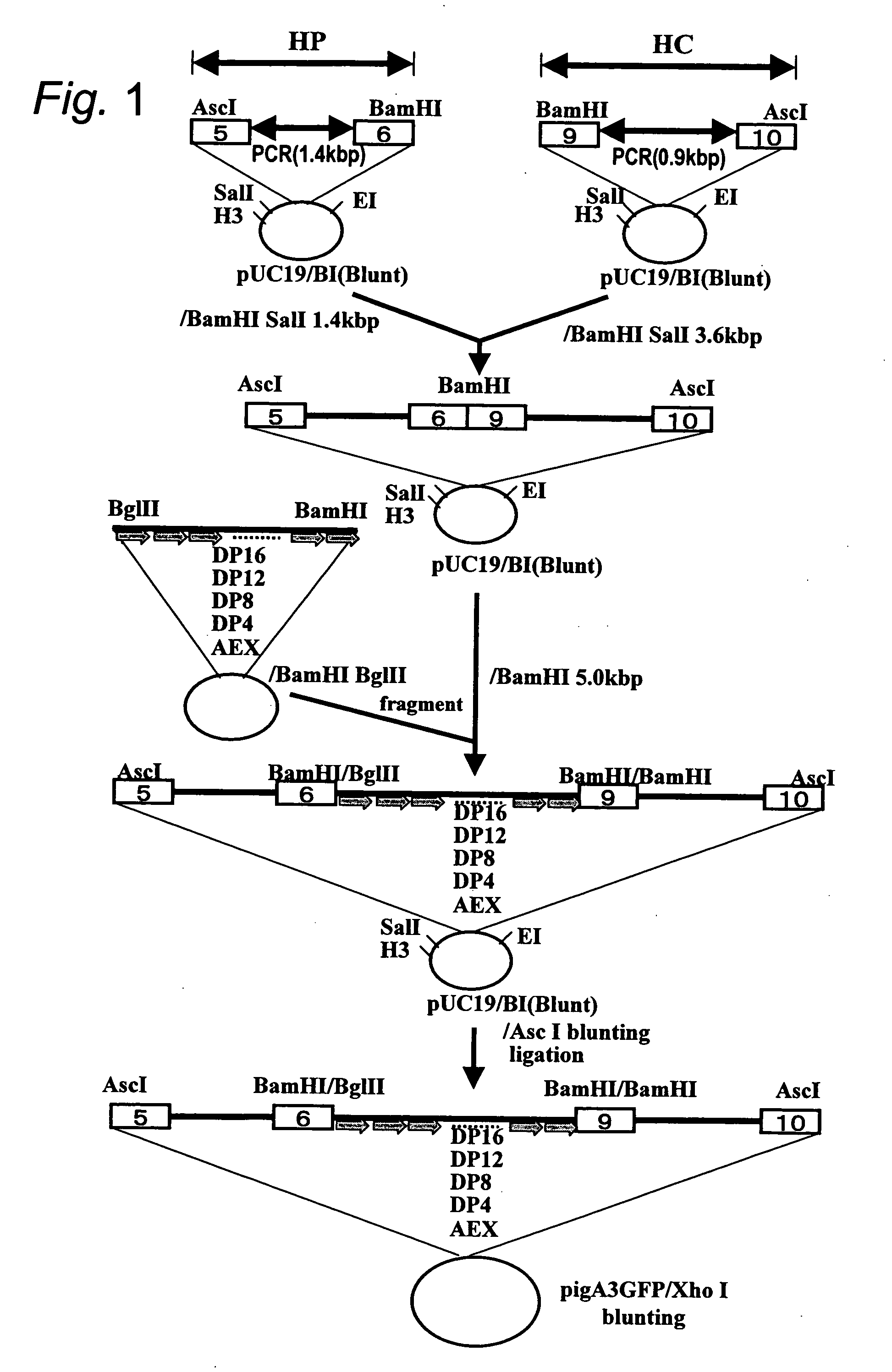 Silk Thread Containing Spider Thread Protein and Silk Worm Producing the Silk Thread