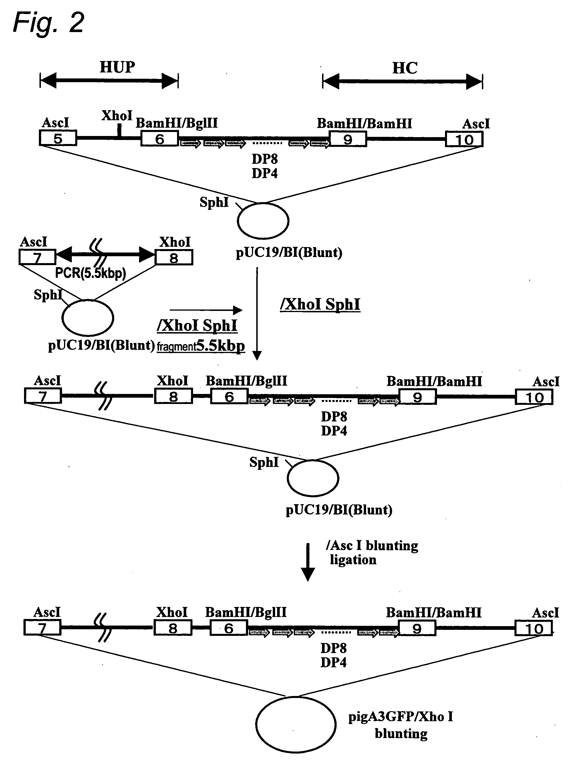 Silk Thread Containing Spider Thread Protein and Silk Worm Producing the Silk Thread