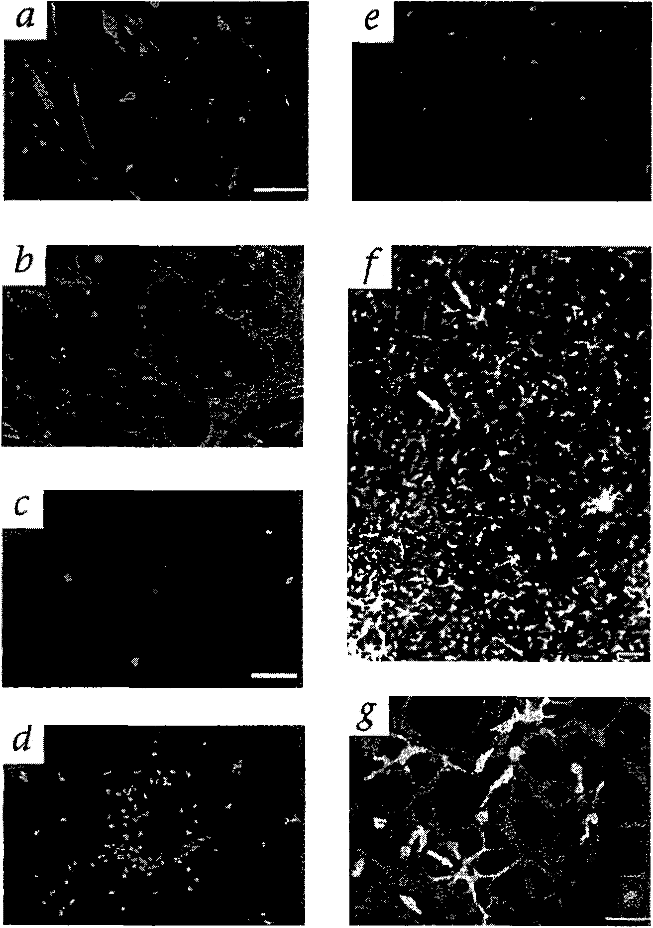 Isolated myeloid-like cell populations and methods of treatment therewith