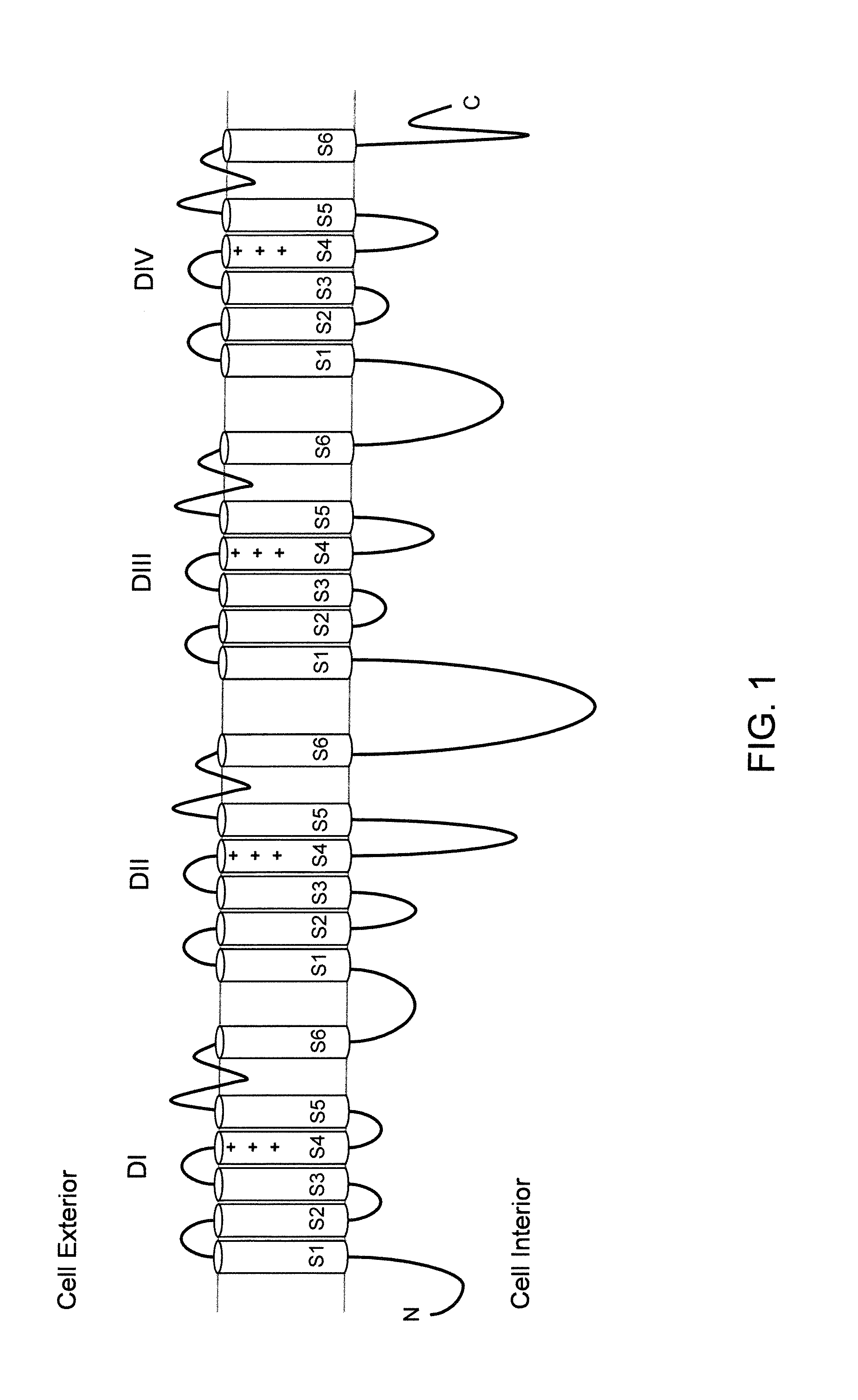 Mice expressing human voltage-gated sodium channels