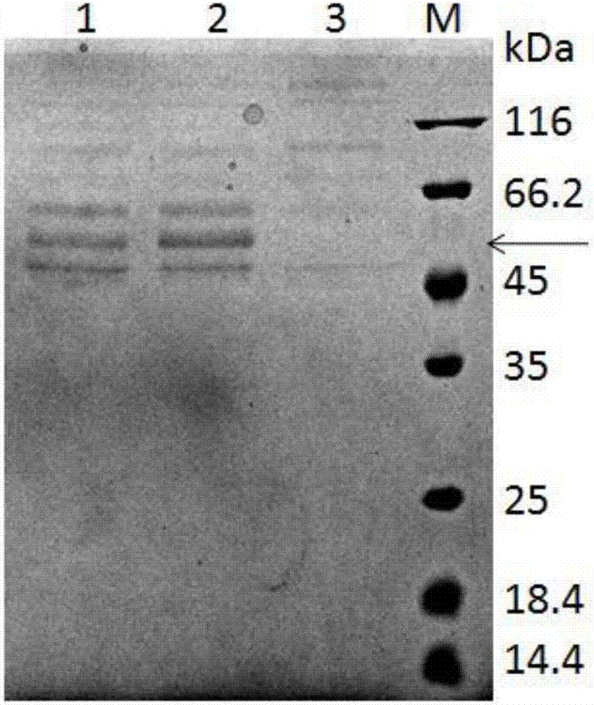 Yeast recombinant collagen